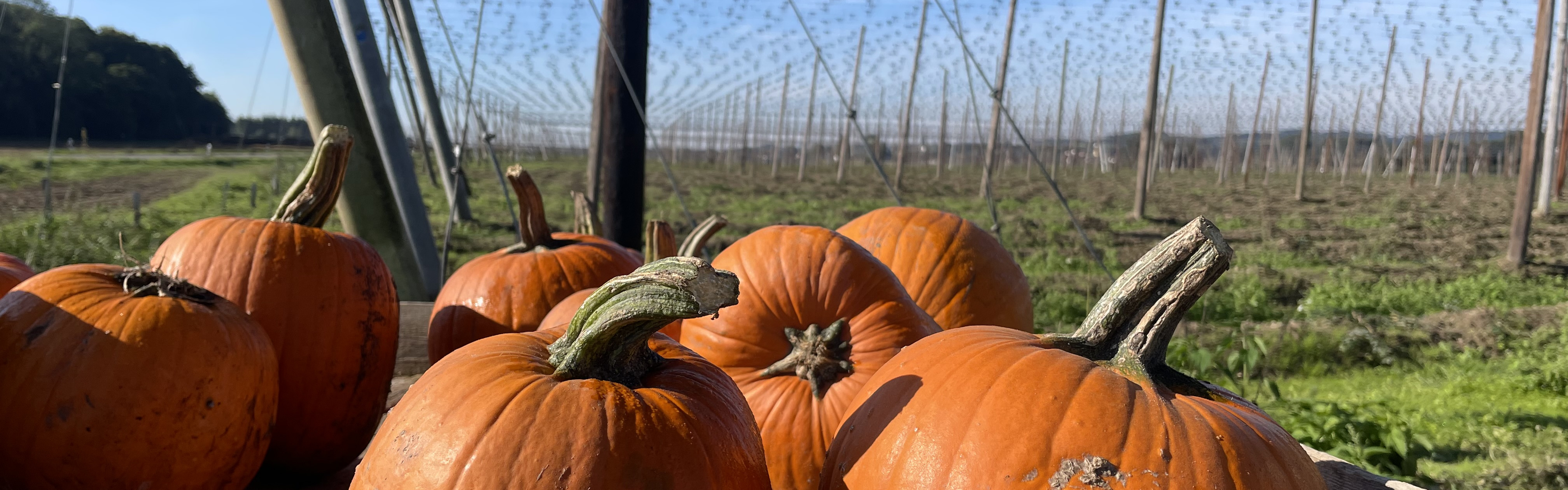 Slider Herbst Kürbis und Hopfengarten
