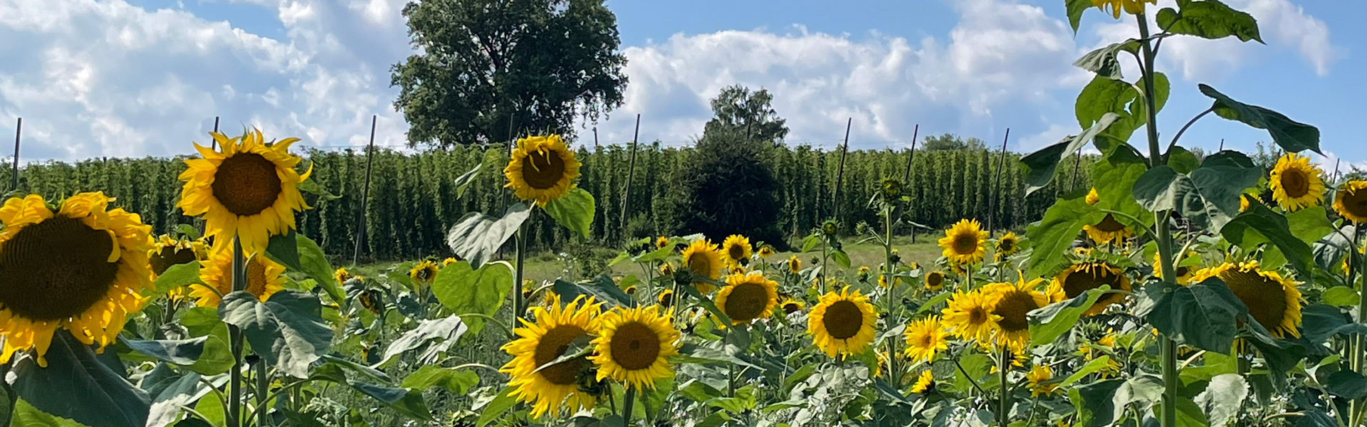 Slider Sonnenblumen und Hopfen